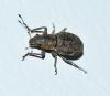 Naupactus cervinus